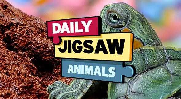 Daily Jigsaw: Animals icon