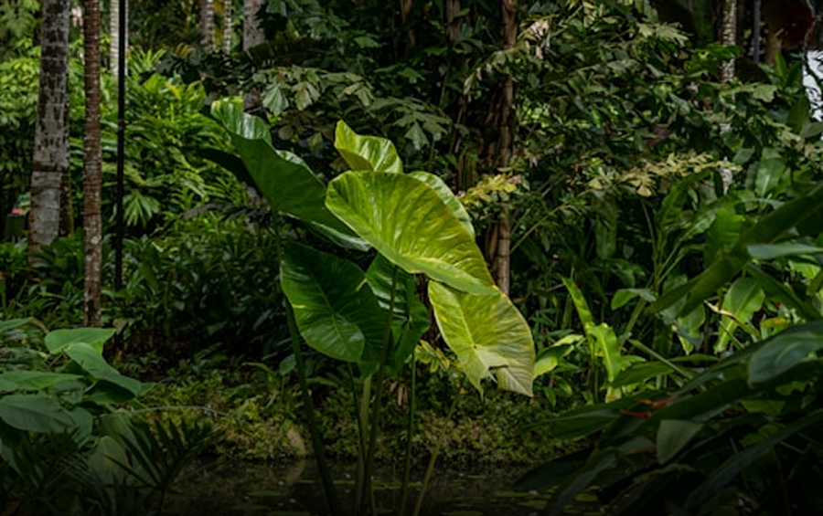 Nature Puzzles